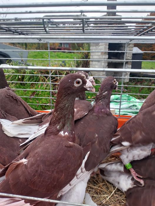 Sprzedam gołębie staropolskie