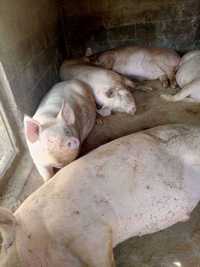 Продам свиней 60 грн/кг с. Суворовське