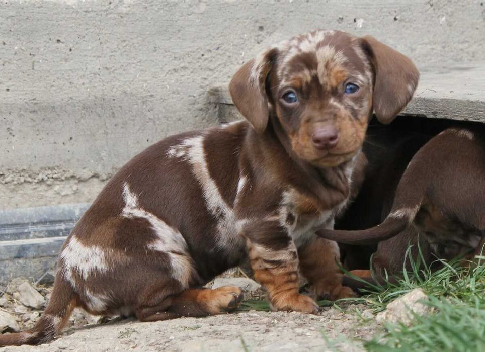 Teckel Fêmea Qualidade Superior