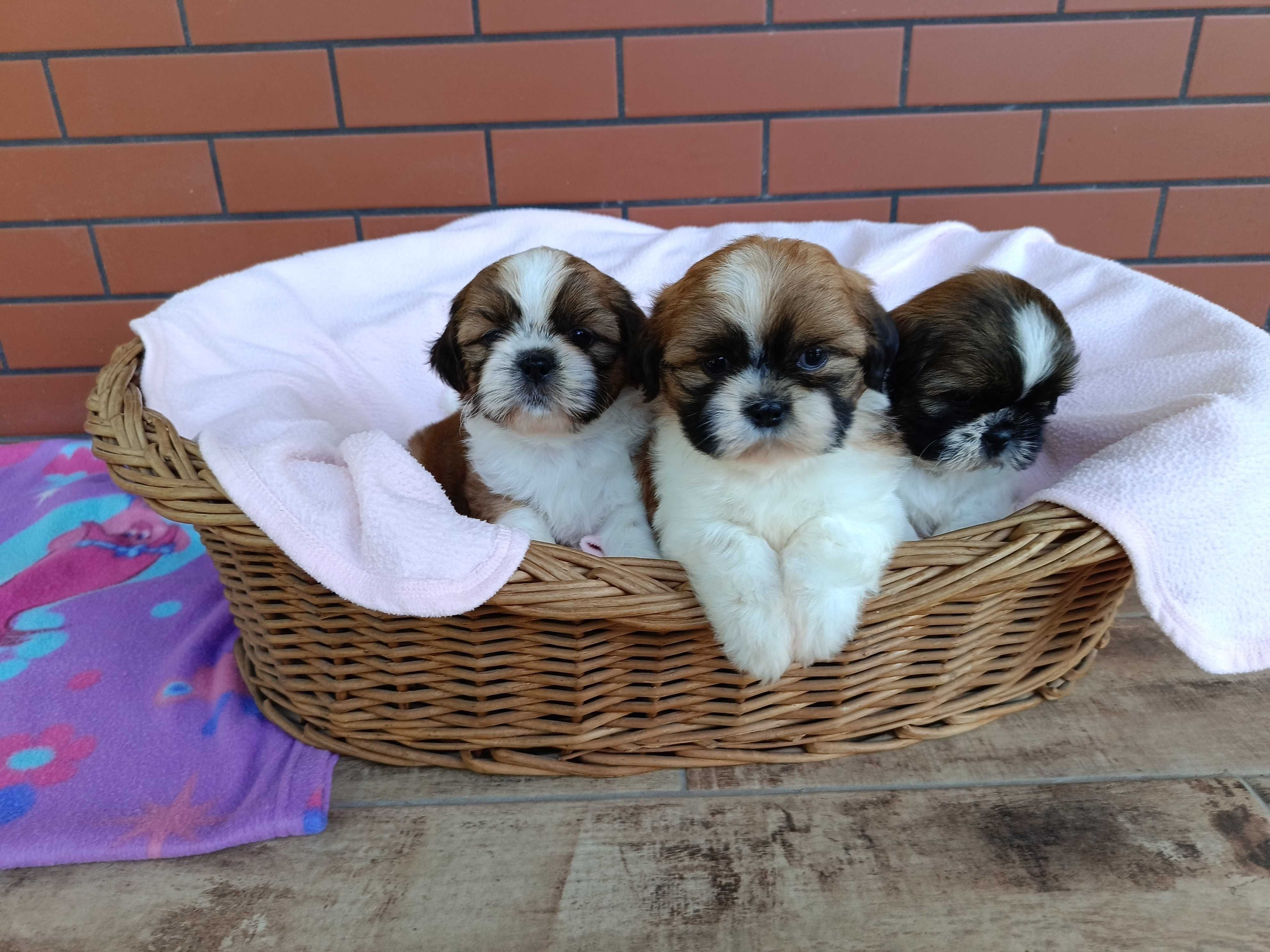Shih Tzu piesek okolice Krakowa i Bochni
