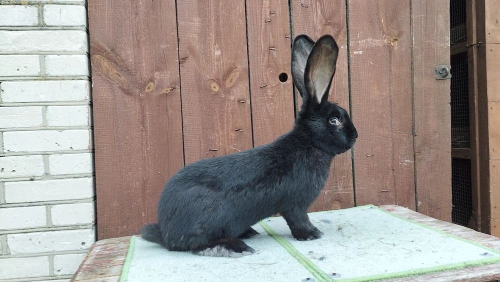 Olbrzym belgijski czarny samce