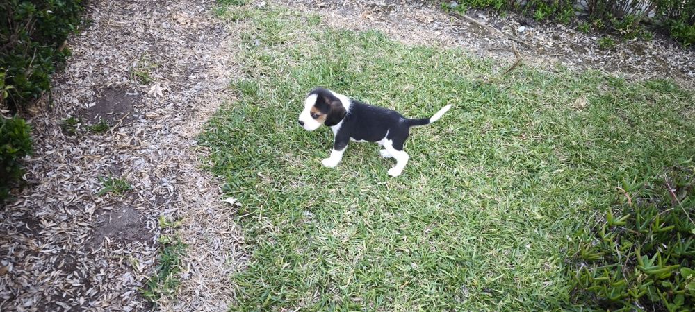 beagle criado em ambiente familiar disponível para entrega imediata d