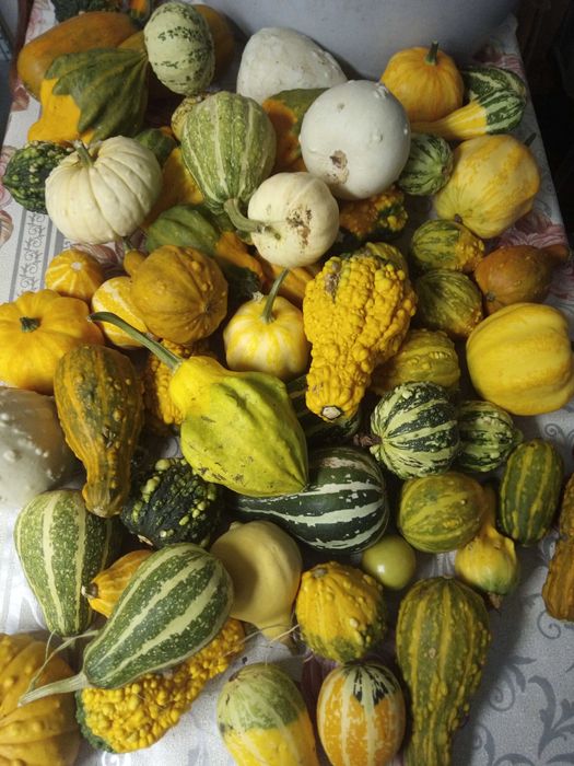 Sprzedam dynie ozdobne.