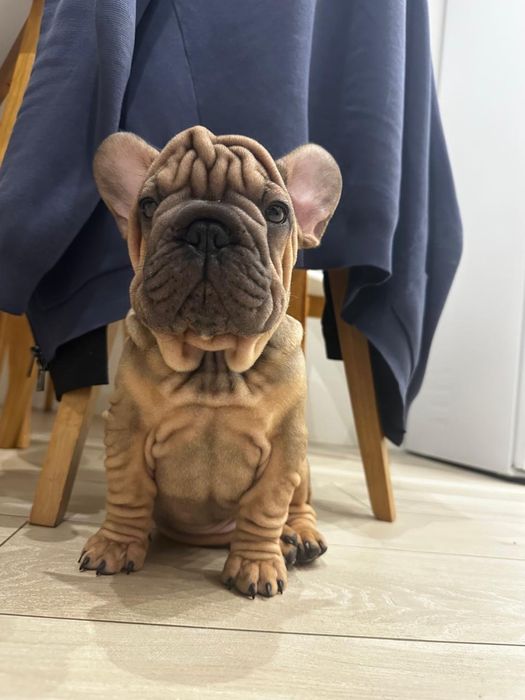 Французский бульдог міні- в типі вельвет біг роп. В'язка.