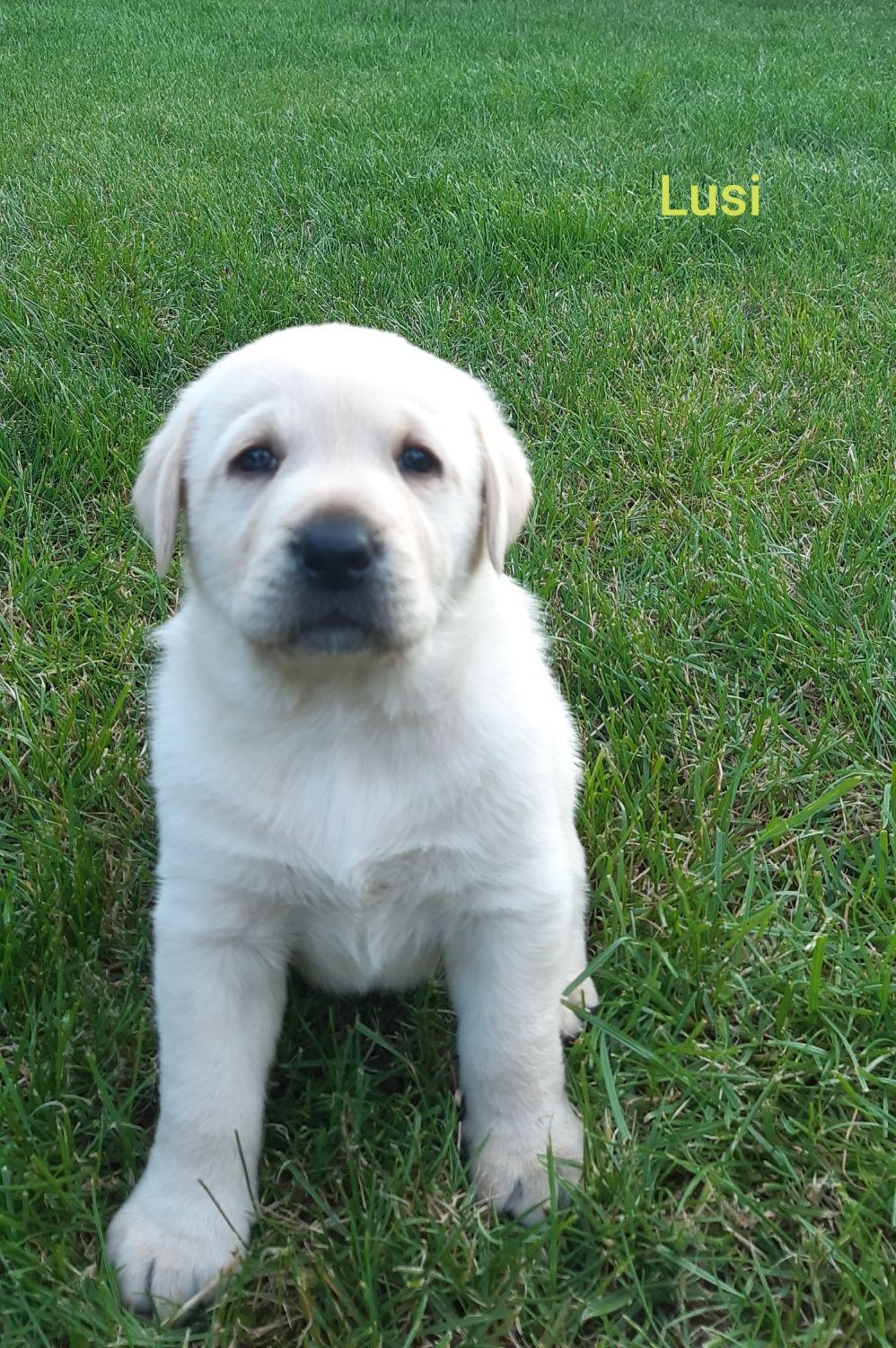 Labrador retriever szczeniaki zostały 2