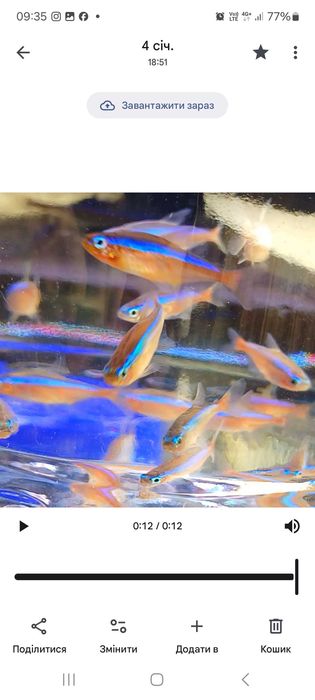 Меченосец, моллінезія, хелени, рослини