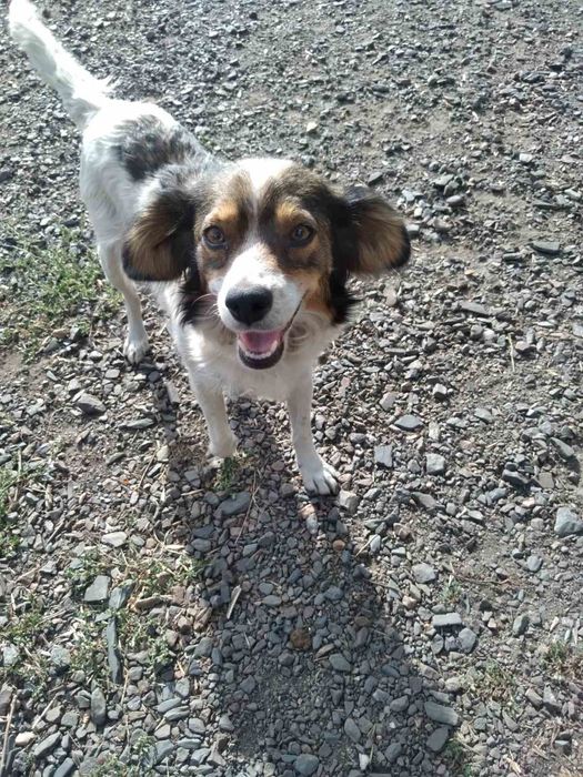 Собачка, девочка