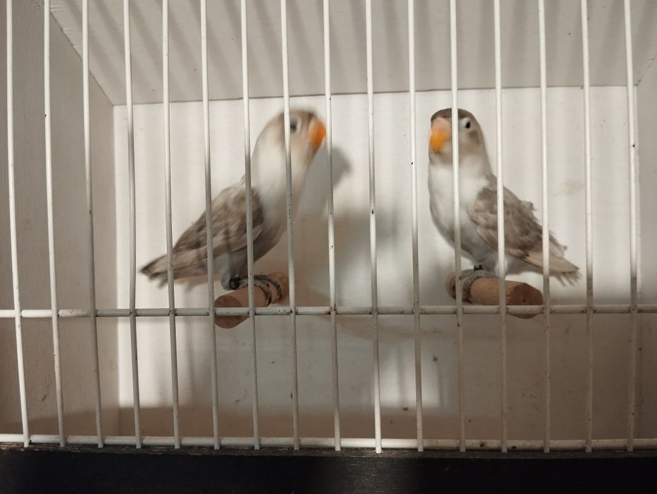 Nierozłączki czerwonoczelne 2025 r