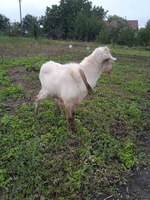 продам, козла заанонвбійця, 1 р. 8 м. з під хорошої кози і козочка 6м.