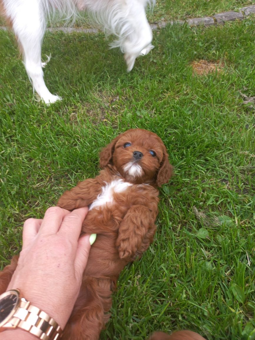 Cavapoo  szczenię F 1 red brown