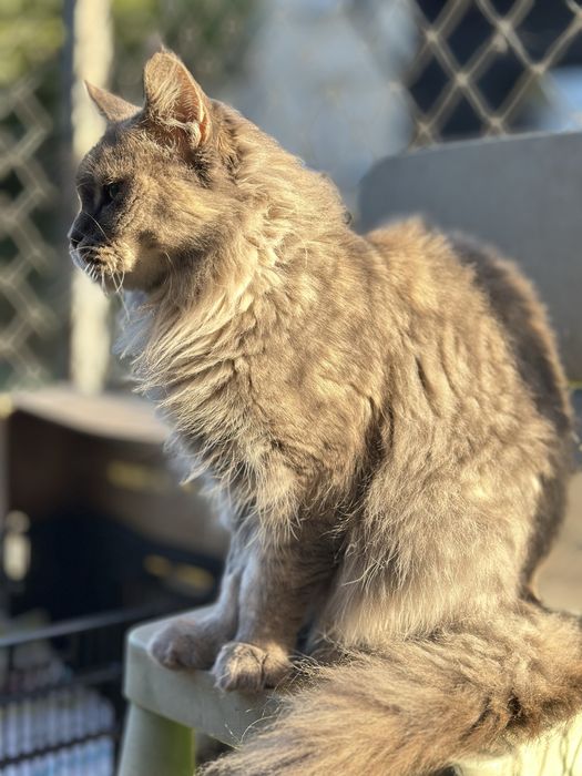 Maine Coon Kotka dorosła
