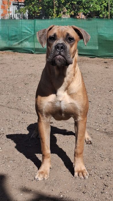 Cane Corso macho
