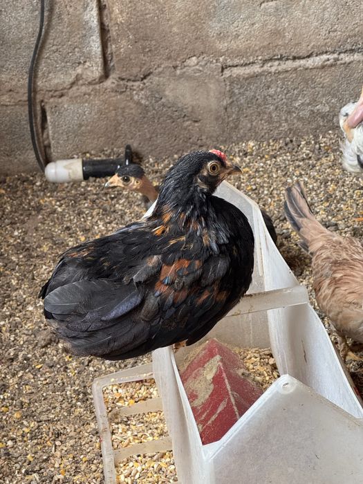 Garnizos de brincos machos