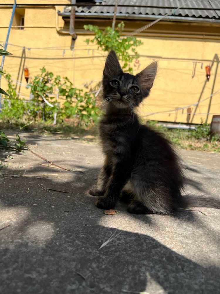 Віддам котиків в добрі руки