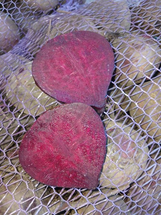 Буряк Зеппо F1 картопля Бела Роса Балтік Роуз