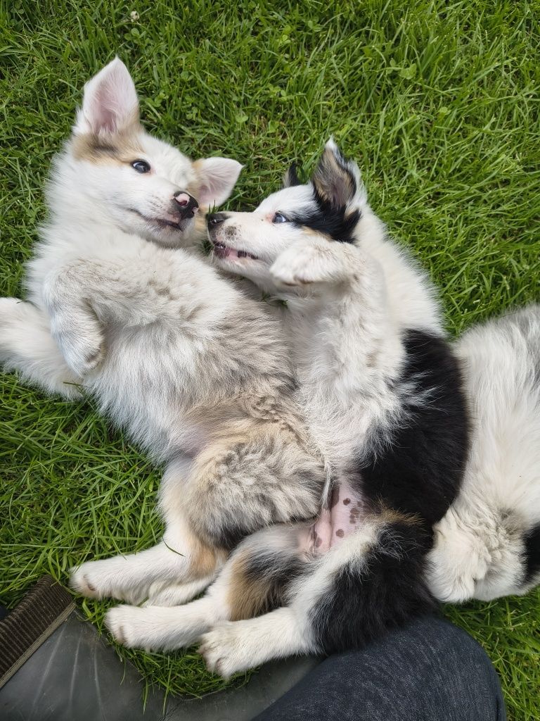 Suczka border collie tri color 2