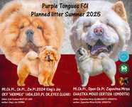 Chow-chow po Championach z rodowodem ZKwP FCI