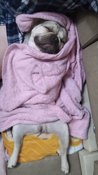 Вязка-Француз блондин.(мальчик)