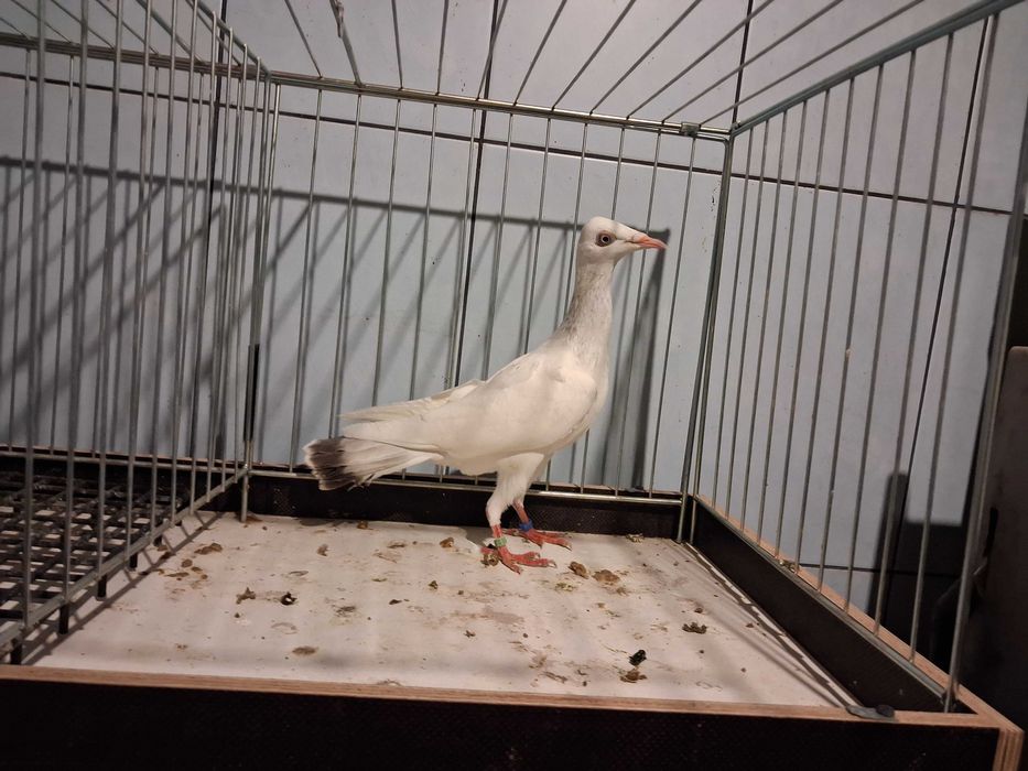 perłowe perłowy samczyki