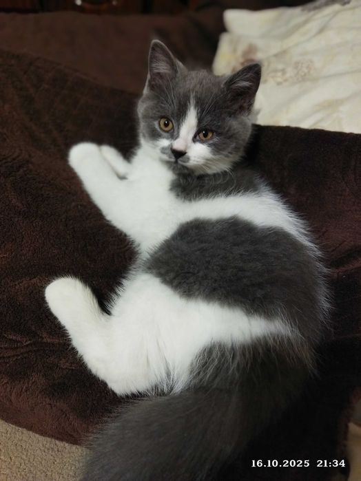 **Скотіш страйт**