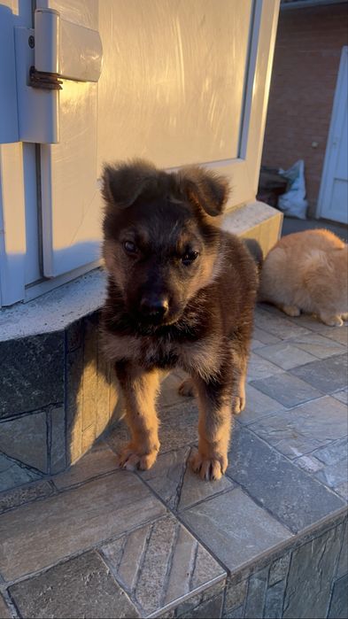 Віддамо безкоштовно цуцика овчара