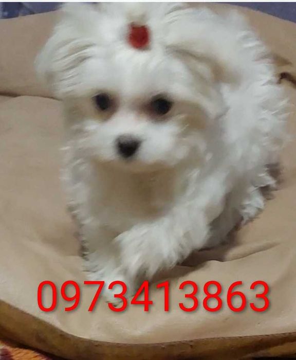 Дівчинка мальтезе