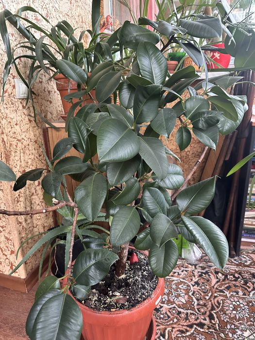 Фікус для приміщення