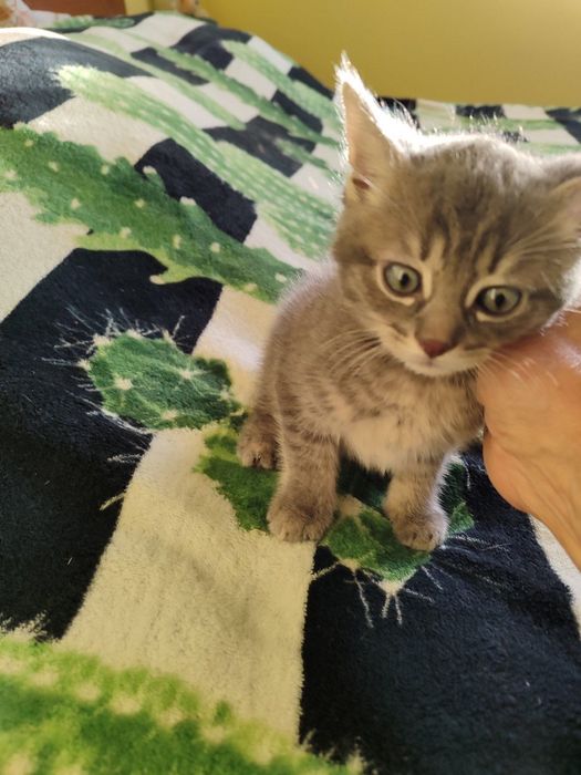 Кошенята безкоштовно