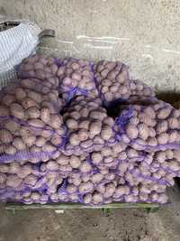 Sprzedam ziemniaki jadalne belaroza i vineta