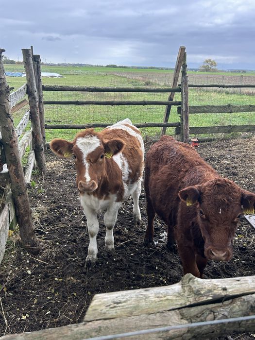 Jalowka odsadek miesna