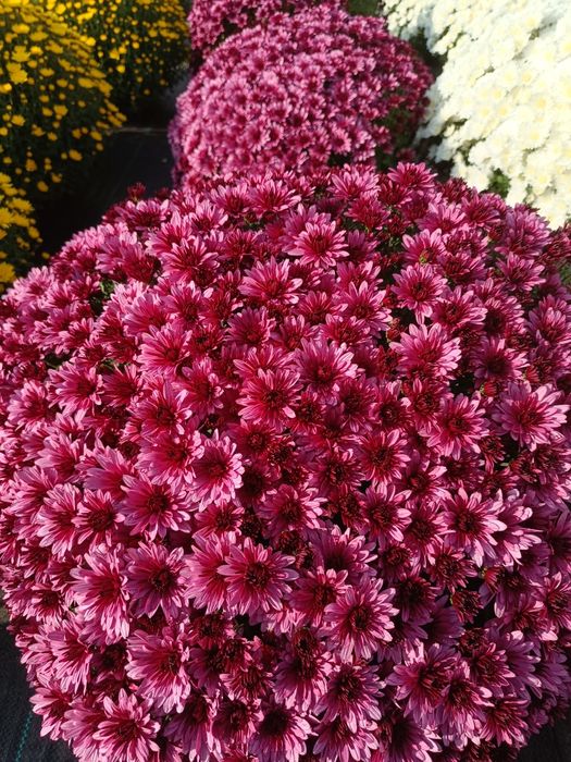 Chryzantemy drobnokwiatowe od producenta