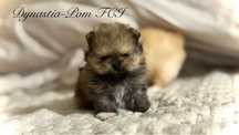Szpic miniaturowy pomeranian FCI