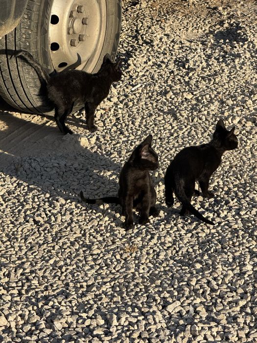 Gatinhos para adopção