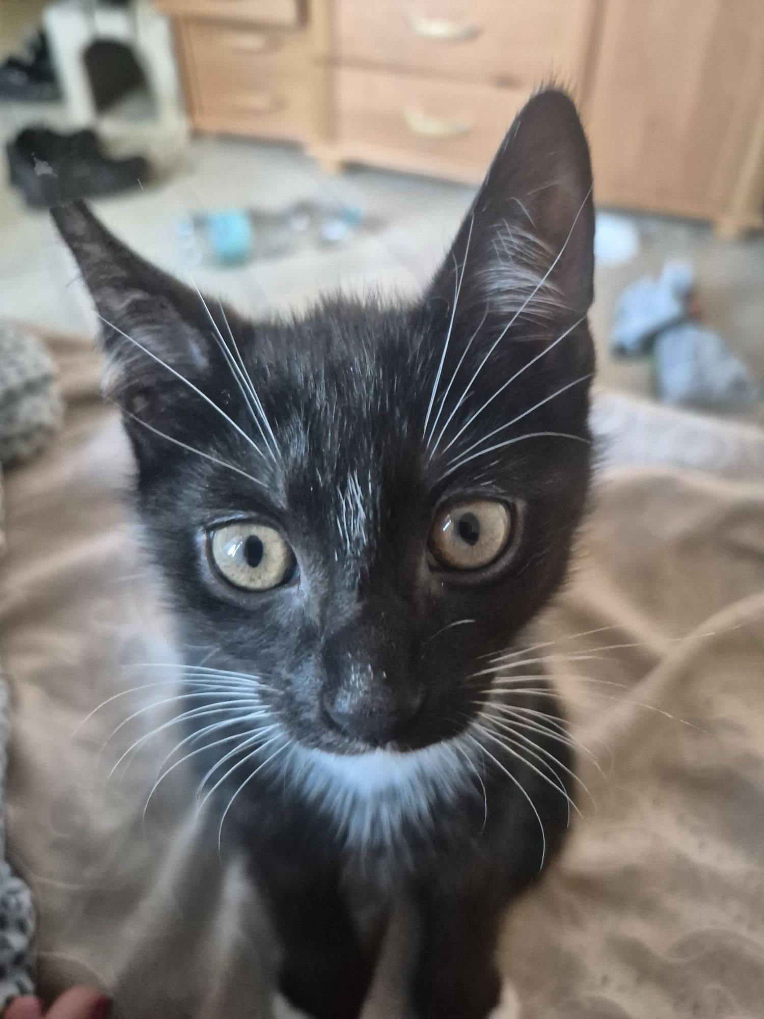 Koty do adopcji. Do oddania koty