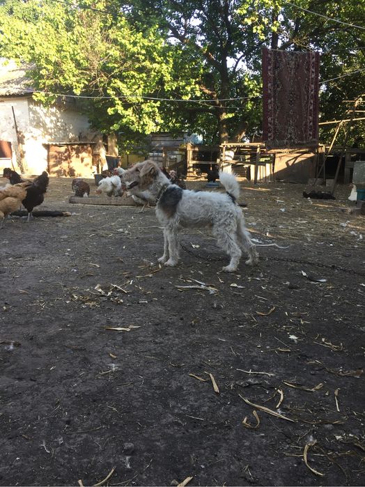 Фокстертер жесткошёрстный фокстерьер вязка