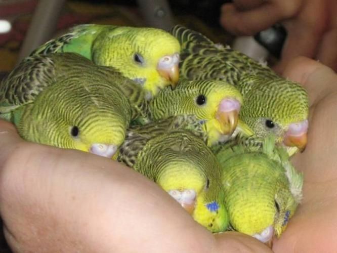 Волнистые попугаи ручные птенцы и подростки ярких окрасов домашние.