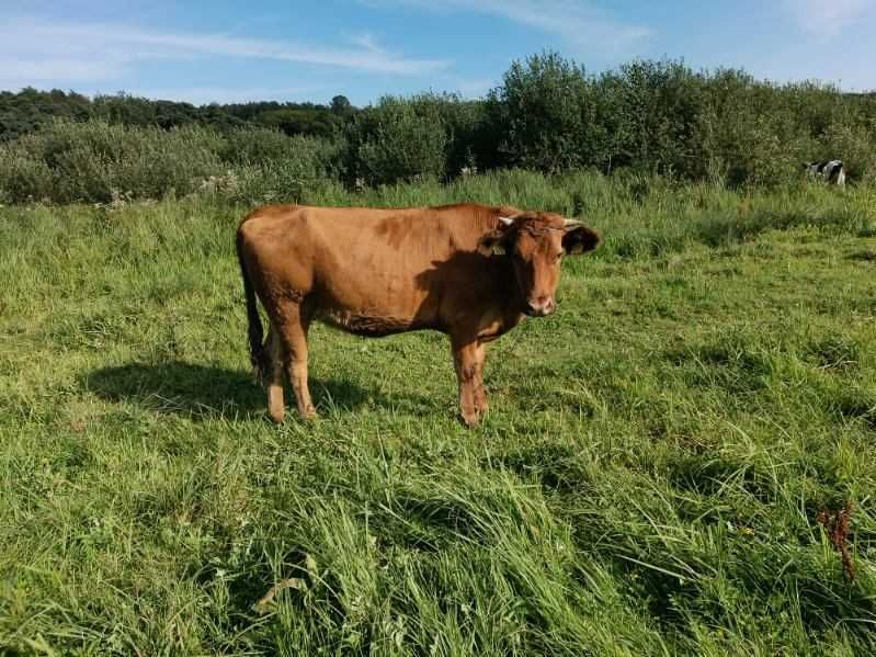 Krowa simentaler mleczna