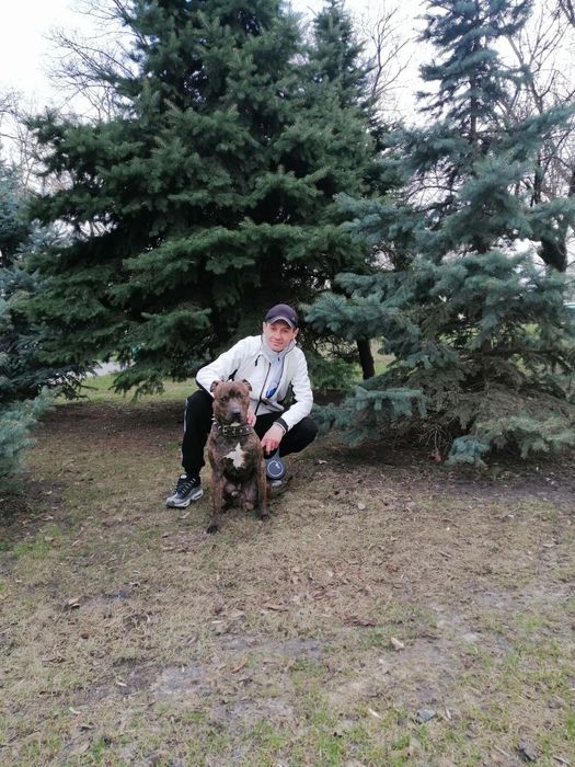 Питбультерьер ищет невесту