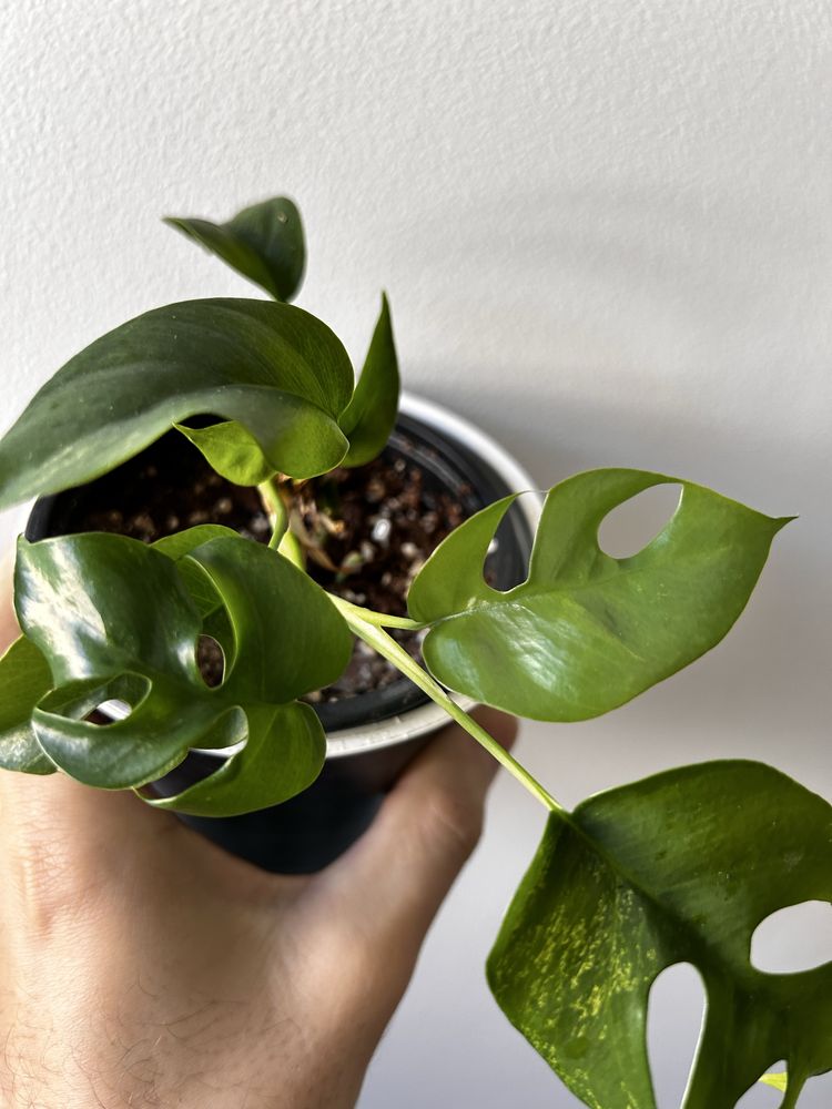 Monstera Minima / Tetrasperma Mint variegata