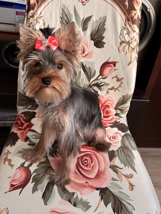 Suczka yorkshire terrier
