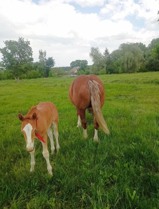 Кобыла тяжеловоз