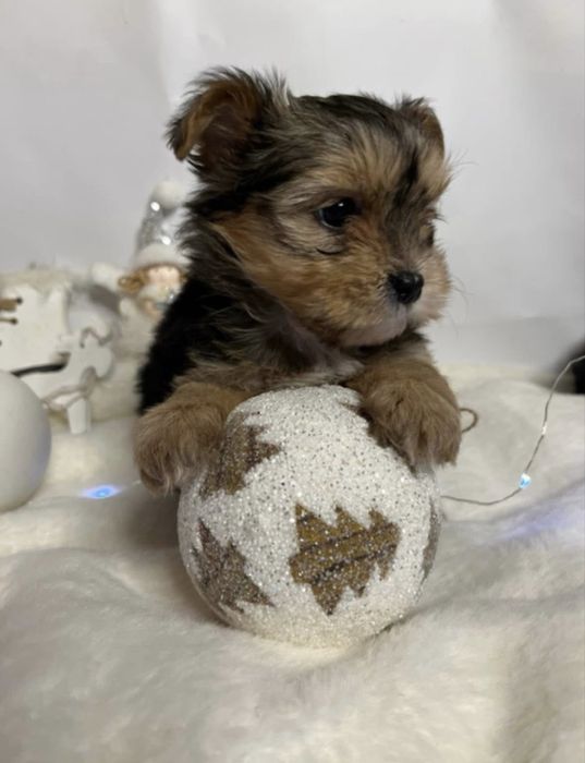 Міні хлопчик від красивих батьків на Різдво 2 міс