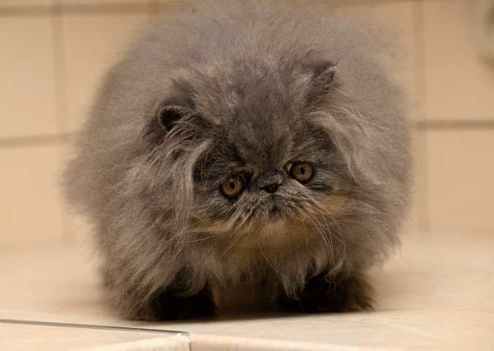 niebieski pers, kot perski, kocięta perskie