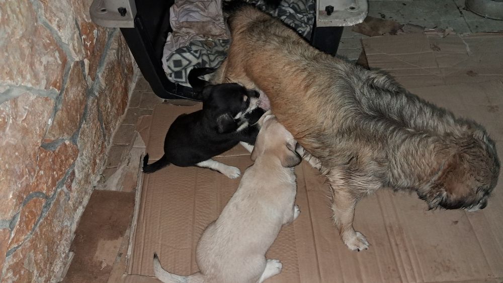 Cachorro para adoção