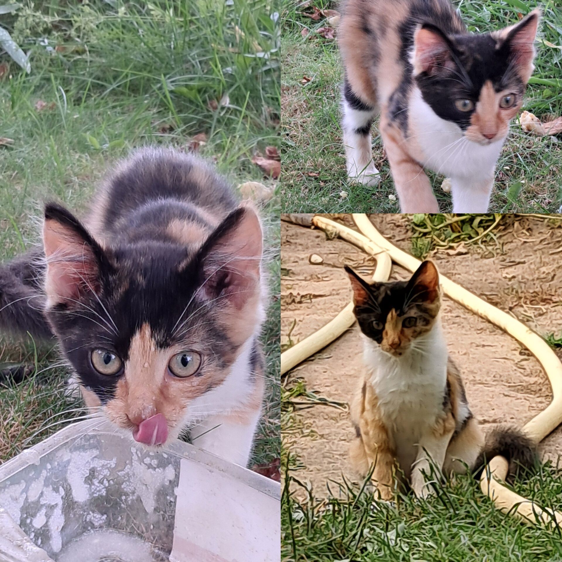 Віддам кошенят (біленьке, чорненьке, трикольорове)