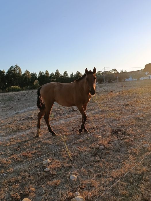 Poldra lusitana baia