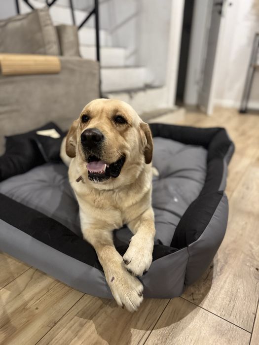 Labrador Retriever reproduktor