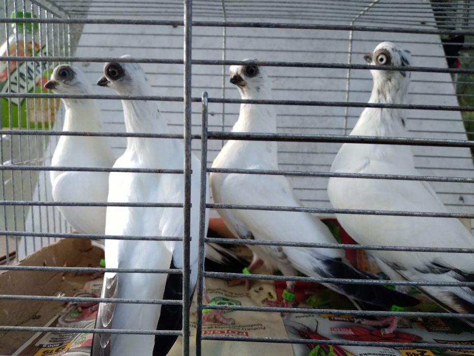 Młode szeki sprzedam