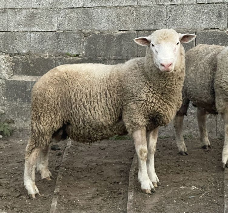 Carneiros reprodutores 1 ano cx de île de france