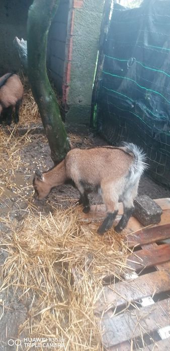 Vendo cabras anãs 1 macho e 2 fêmeas
